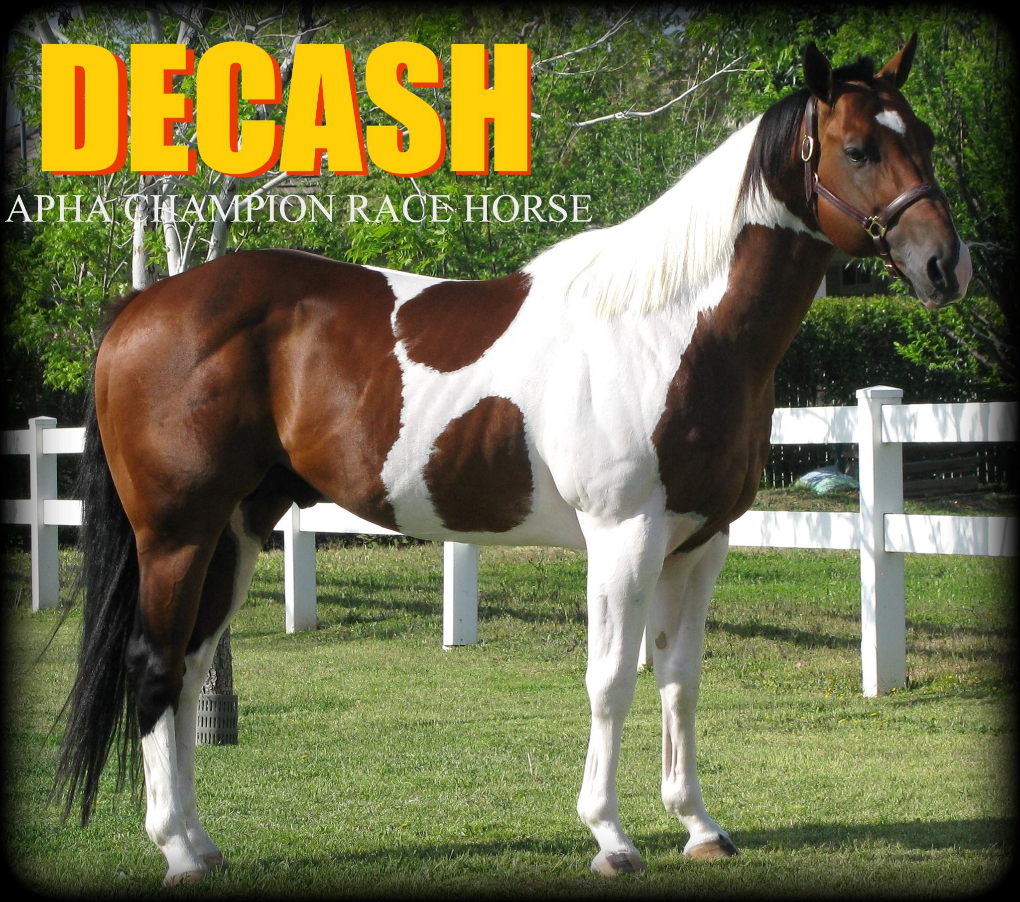 Tobiano Coloured Stallion